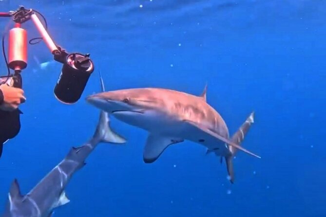 Shark Guided Diving Los Cabos - Price in Context: Is $209.46 Good Value in Cabo?