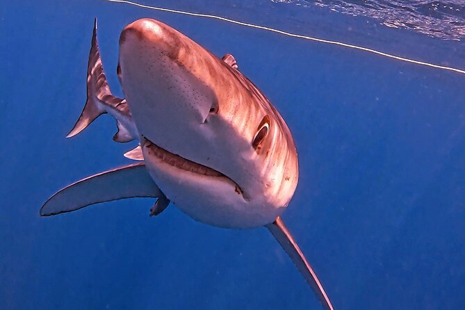 Shark Guided Diving Los Cabos - Group Size of 8: Why It Changes Your Experience