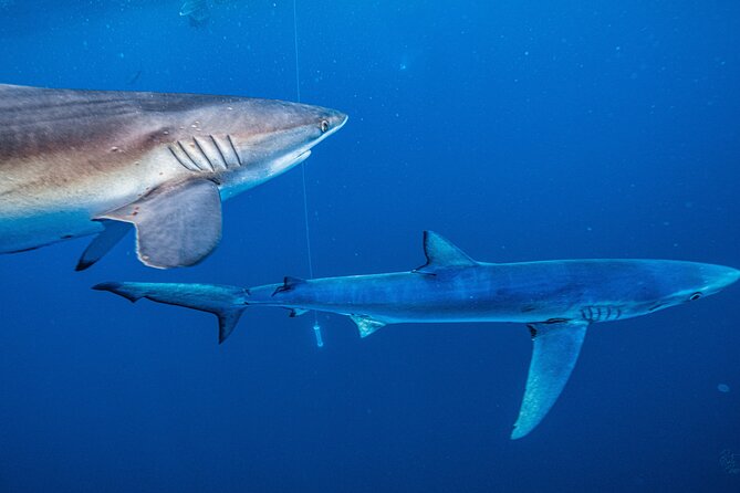 Shark Guided Diving Los Cabos - Who Should Book This (and Who Should Skip It)
