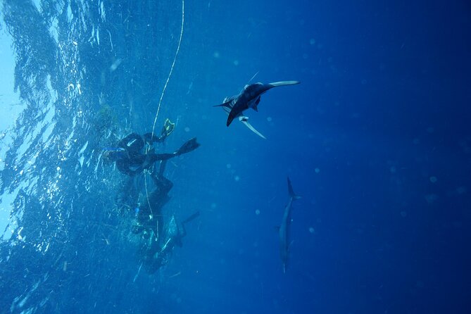 Shark Guided Diving Los Cabos - Tips to Prep Like a Pro (Without Overthinking It)