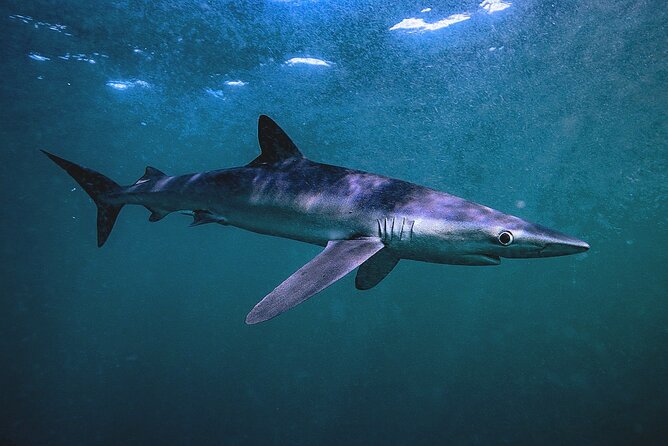 Shark Guided Diving Los Cabos - Getting There and Tickets: Simple, Modern, and Straightforward
