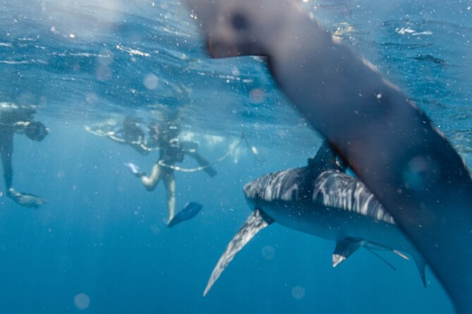 Shark Safari in San Jose del Cabo - Before You Float: What the Guides Teach You (Eduardo and Matias Stand Out)