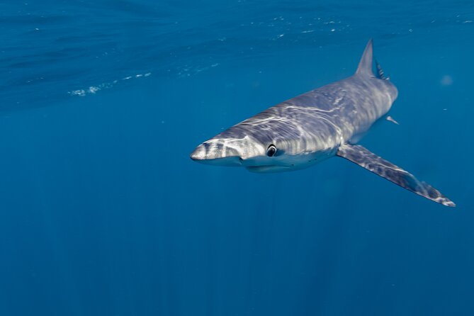 Shark Safari in San Jose del Cabo - The Boat Day Vibe: Calm Crew Energy and Ocean Respect