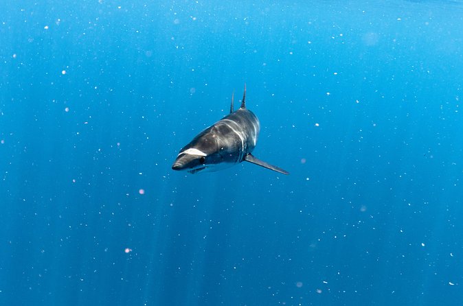 Shark Safari in San Jose del Cabo - Price and Value: Is $220 Worth It?