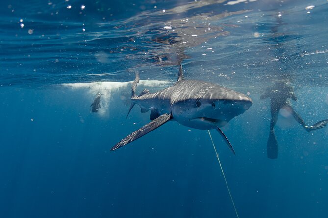 Shark Safari in San Jose del Cabo - Who Should Book This Shark Safari (and Who Might Skip It)