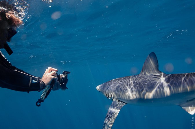 Shark Safari in San Jose del Cabo - Tips That Help You Get the Most From Your 6 Hours