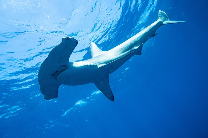 Shark Safari & Snorkel Adventure in Cabo San Lucas - Cabo San Lucas timing: morning vs afternoon, snorkeler vs observer