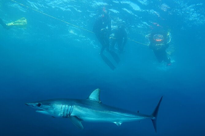 Shark Safari & Snorkel Adventure in Cabo San Lucas - How the shark attraction works: chum, a quick education, and safety-first routines