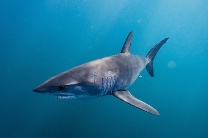 Shark Safari & Snorkel Adventure in Cabo San Lucas - The in-water snorkel experience: what you’ll feel and what to watch for