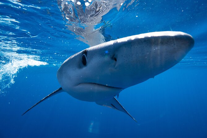 Shark Safari & Snorkel Adventure in Cabo San Lucas - Price and value: what $203.12 buys in Cabo