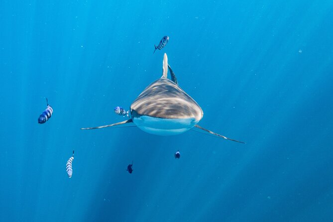 Shark Safari & Snorkel Adventure in Cabo San Lucas - Sailing the Cabo marine park: El Arco, Lovers Beach, and seasonal wildlife