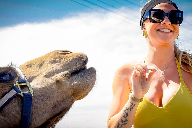 Sky Bike Free Camel Ride and Horseback Riding - Weather, safety, and who should reconsider