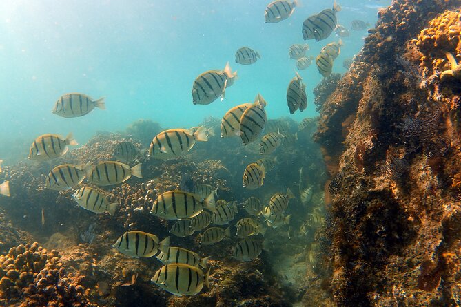 Small-Group Snorkel Adventure in San Jose del Cabo - Wildlife bonuses: dolphins and whale sightings can happen