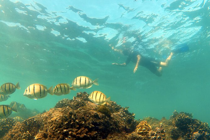 Small-Group Snorkel Adventure in San Jose del Cabo - Guides and captains: Monica, Paola, Luisa, and the captains who spot wildlife