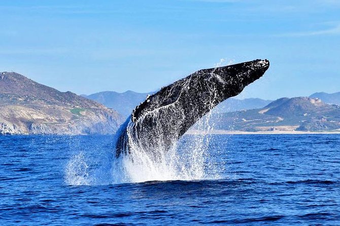SMALL GROUP Whale Watch | Cabo San Lucas | Biologist | FREE Pics - Cabo San Lucas whale season and what $109 really covers