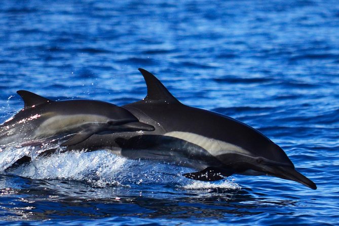 SMALL GROUP Whale Watch | Cabo San Lucas | Biologist | FREE Pics - Lovers Beach and Pelican Rock: the bay’s natural boundary markers