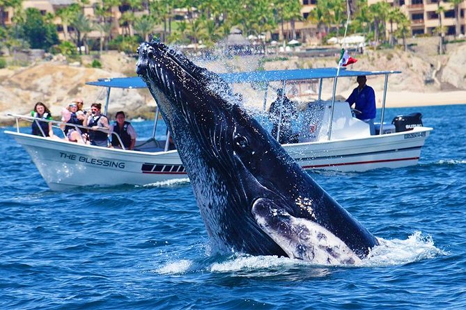 SMALL GROUP Whale Watch | Cabo San Lucas | Biologist | FREE Pics - Hearing humpback songs with a hydrophone