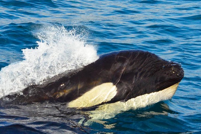 SMALL GROUP Whale Watch | Cabo San Lucas | Biologist | FREE Pics - Marine biologist-led lessons that make sightings click