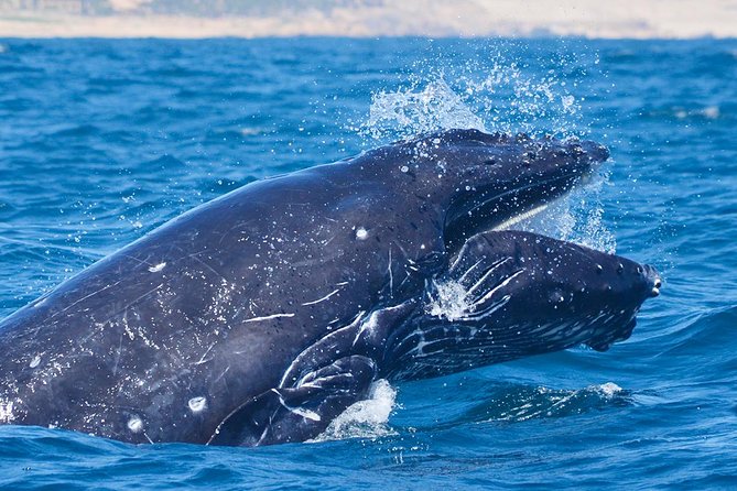 SMALL GROUP Whale Watch | Cabo San Lucas | Biologist | FREE Pics - Free photos: how to get your best whale shots without stress