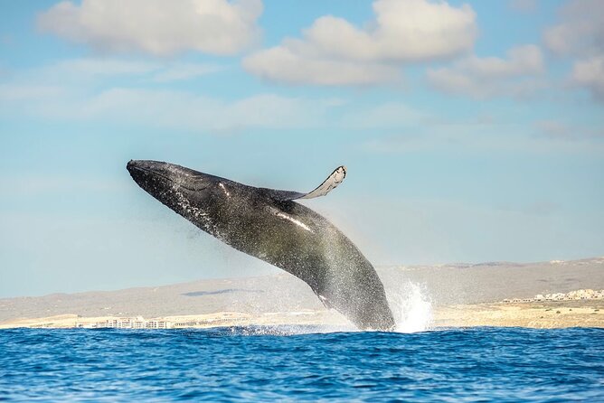 Small-Group Whale Watching Zodiac Boat Cruise in Cabo San Lucas - First stop: El Arco (Land’s End) for a 10-minute photo pass