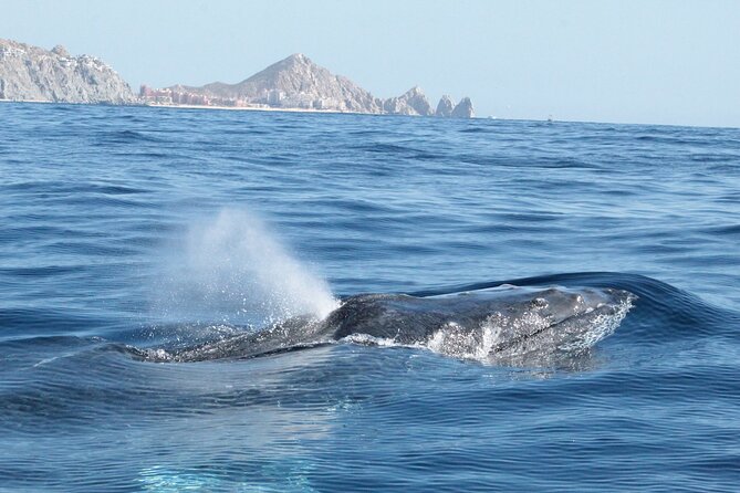 Small-Group Whale Watching Zodiac Boat Cruise in Cabo San Lucas - Speedy Zodiac logistics: what the ride feels like on rough days