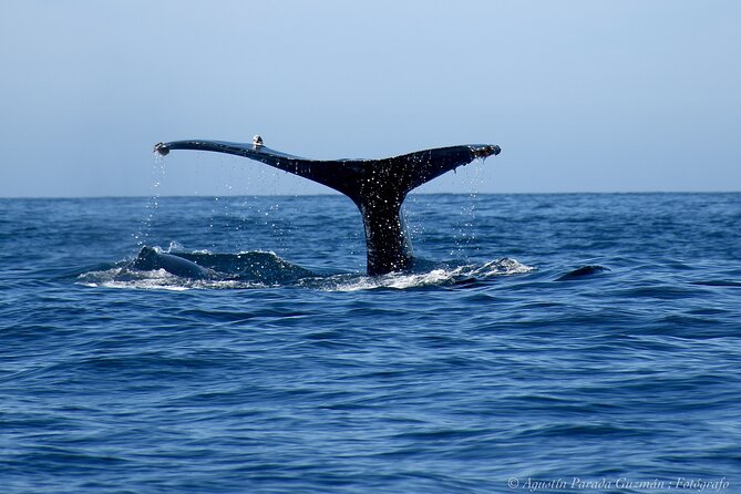 Small-Group Whale Watching Zodiac Boat Cruise in Cabo San Lucas - What you might spot: humpbacks, grays, sperm whales, orcas, dolphins