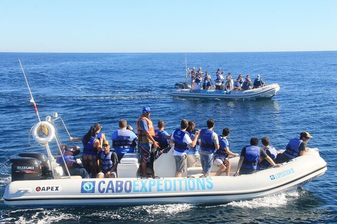 Small-Group Whale Watching Zodiac Boat Cruise in Cabo San Lucas - The guides matter: when whale spotting becomes a team sport