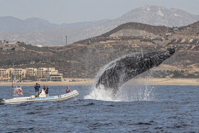 Small-Group Whale Watching Zodiac Boat Cruise in Cabo San Lucas - Small group promises, and what to do if it feels tight
