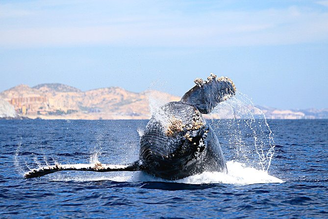 Small-Group Whale Watching Zodiac Boat Cruise in Cabo San Lucas - Marine biologist talk as you chase whales in the Sea of Cortez