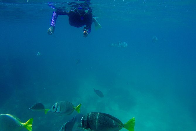 Snorkel Adventure and Hike to a Hidden Beach - Lunch on the Beach: Ceviche, Chips, and Homemade Guacamole
