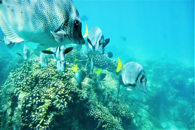 Snorkel Adventure through the Sea of Cortez - Bring the right stuff: sandals, sunscreen, and a change of clothes