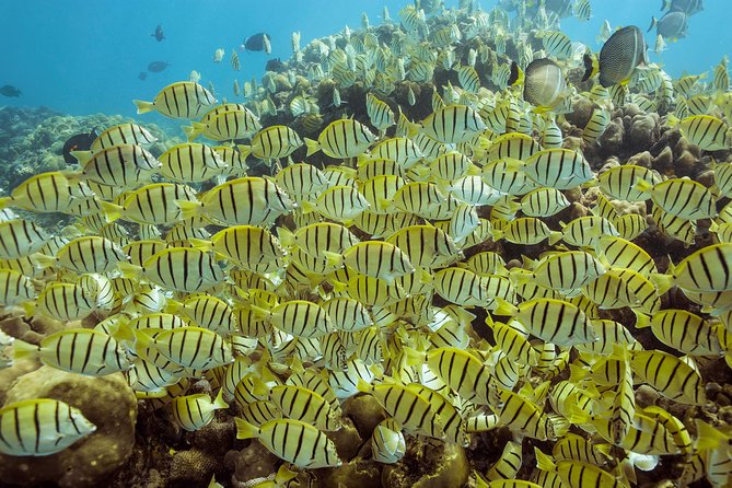 Snorkel & Explore Pelican Rock by Glass Boat + Photos - The glass-bottom cruise to El Arco (Land’s End)