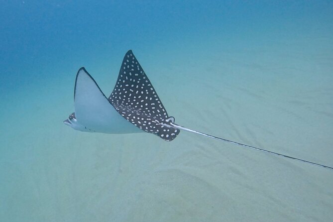 Snorkel Privately in Cabo San Lucas - Snorkeling Time: Gear On, Guide In, Wildlife All Around