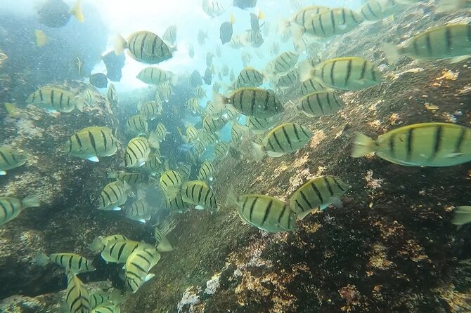 Snorkel Privately in Cabo San Lucas - Price and Value: $420 for Up to 3 People