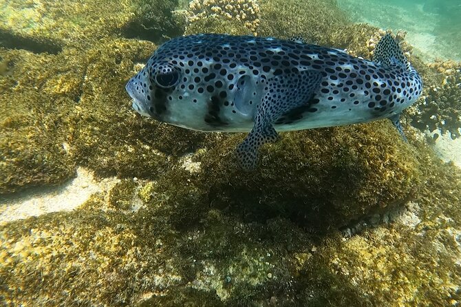 Snorkel Privately in Cabo San Lucas - Quick Tips for a Smooth 9:00 am Snorkel Start