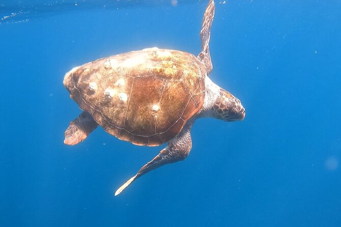 Snorkel Privately in Cabo San Lucas - What the 3-Hour Route Really Includes Along the Coast