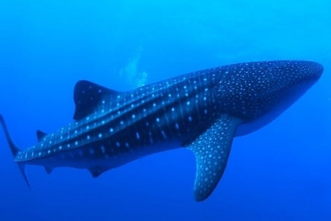 Snorkel with whale sharks includes equipment & transportation - The 6:00am Start: Your Day Starts Early for a Reason