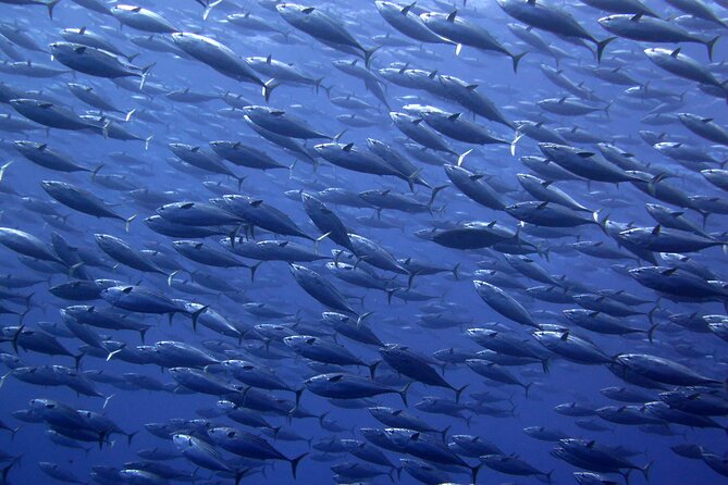 Snorkel with whale sharks includes equipment & transportation - Animals and Conditions: Whale Sharks and Mobula Rays, Plus Reef Time