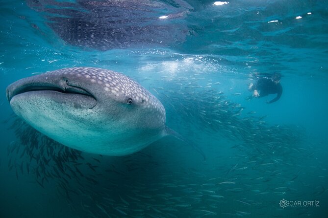 Snorkel with whale sharks includes equipment & transportation - Price and Value: Is $299 Reasonable?