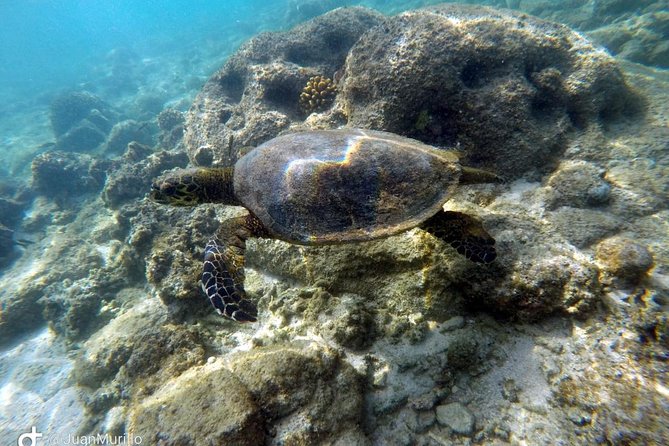 Snorkeling Adventure Cabo Pulmo - Key highlights before you go