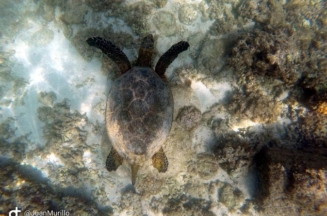 Snorkeling Adventure Cabo Pulmo - Price and value: is $120 per person fair?