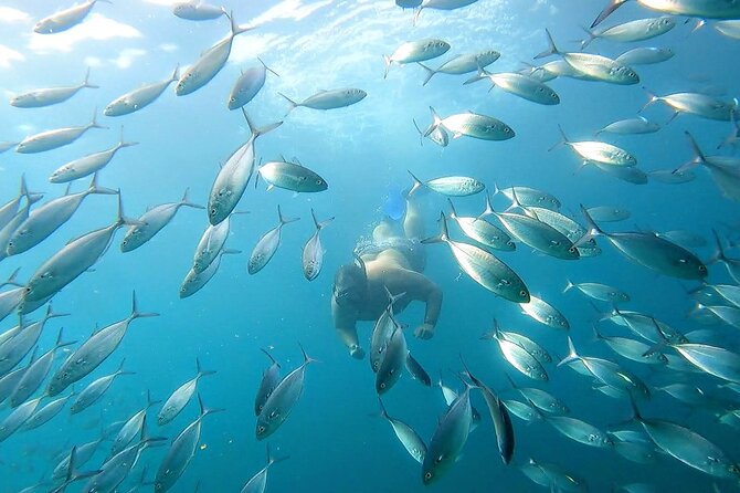 Snorkeling and whale watching Tour in Cabo - El Arco Cabo San Lucas Photo Time and the Bay Coastline Loop