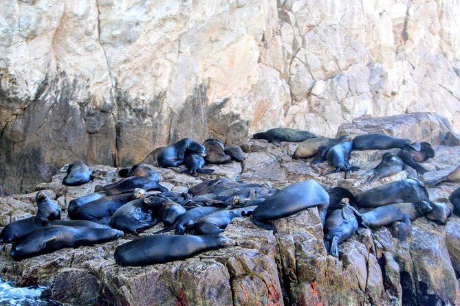Snorkeling and whale watching Tour in Cabo - Price and Value: How $850 Works for a Group Up to 10