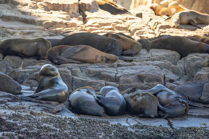 Snorkeling at Pelicans Rock - Cruising past Los Cabos Arch, sea lions, and Lands End