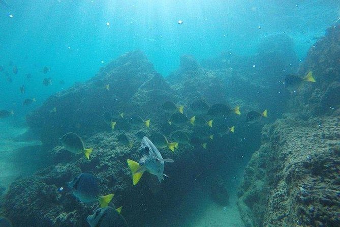 Snorkeling in Cabo San Lucas on 35' Sea Amore Trimaran - Best fit: who should book this Sea Amore snorkeling trip