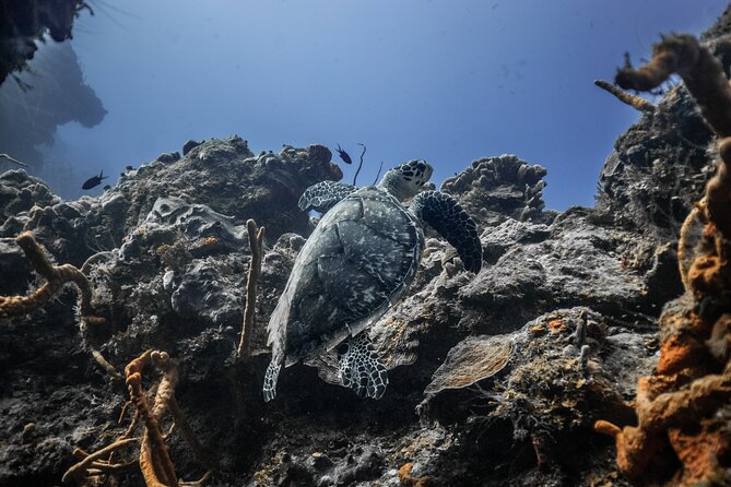 Snorkeling in San Jose del Cabo - East Cape Beach: how the stop fits into a real 4-hour outing
