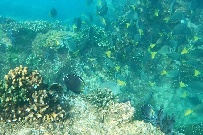 Snorkeling On Chilean Beach Transportation And Drinks Included - Playa el Chileno Reef Time: Guided, Not Random