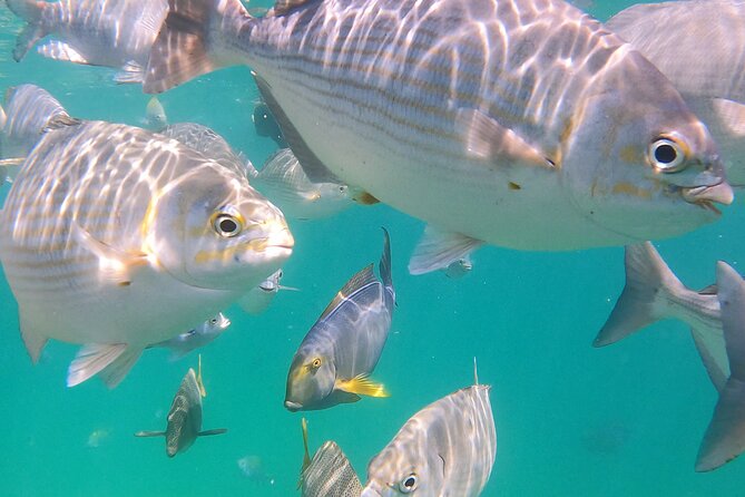 Snorkeling On Chilean Beach Transportation And Drinks Included - The Optional Second Snorkel: Flexible, Not Forced