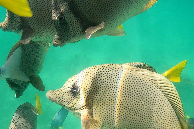 Snorkeling On Chilean Beach Transportation And Drinks Included - Pickup and Meeting Point: Small-Group Trips Need Timing