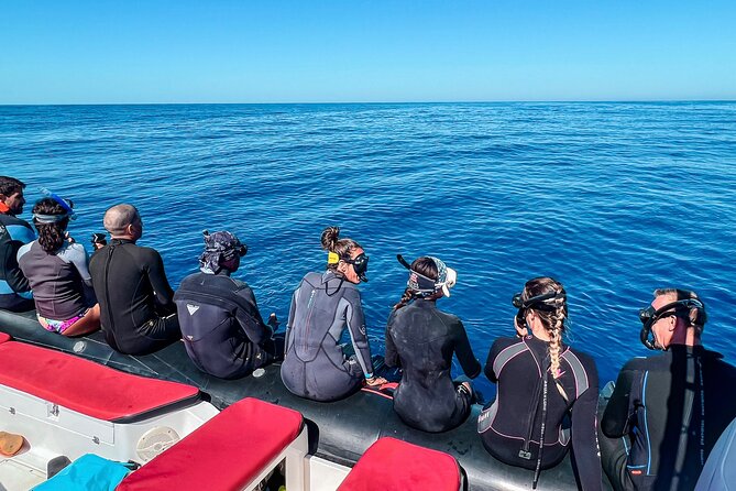 Snorkeling Open Ocean Wildlife Safari in Los Cabos with Photos Included - Wildlife odds in Cabo: dolphins, rays, turtles, and more